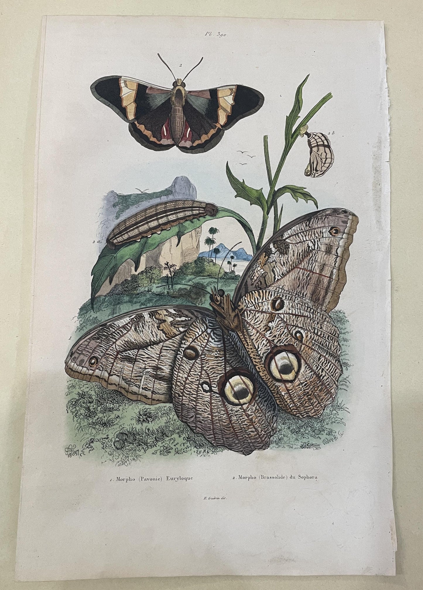 Antique French Natural History Engravings from Guerin Dictionary Butterfly Caterpillar c1836