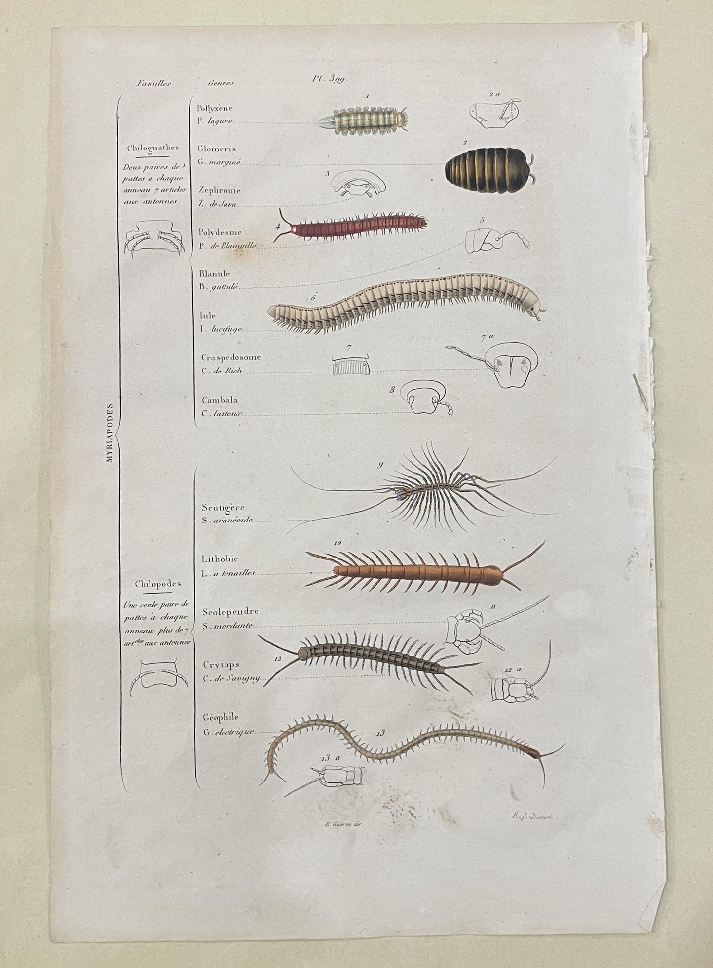 Antique French Natural History Engravings from Guerin Dictionary Myriapods c1836