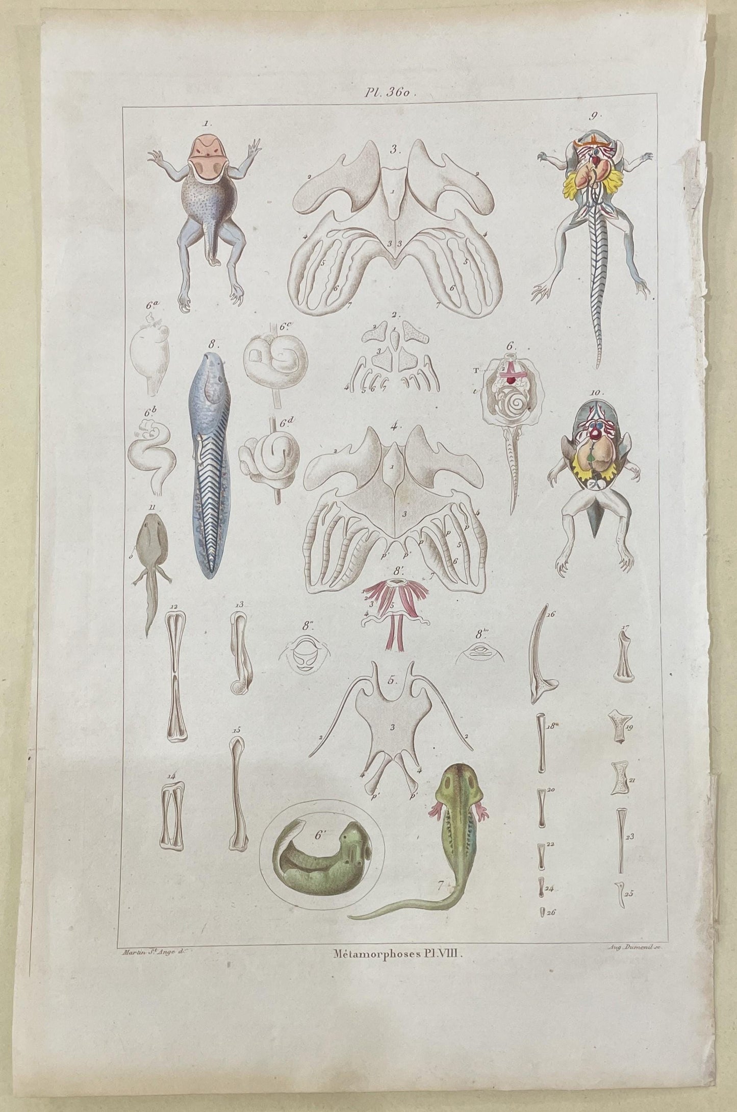 Antique French Natural History Engravings from Guerin Dictionary Frog Metamorphosis c1836