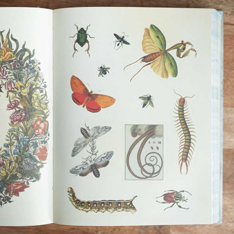 Cabinet of Curiosities by Smithsonian Institution: Hardcover; 304 pages / English
