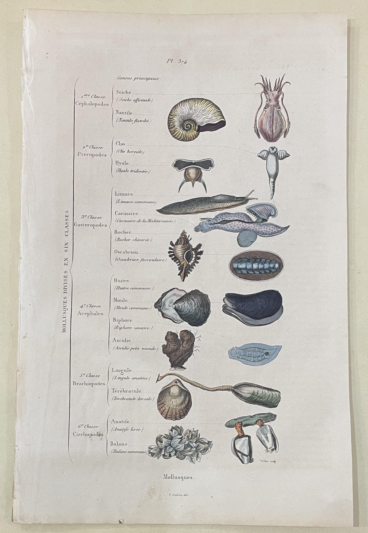 Antique French Natural History Engravings from Guerin Dictionary Molluscs c1836