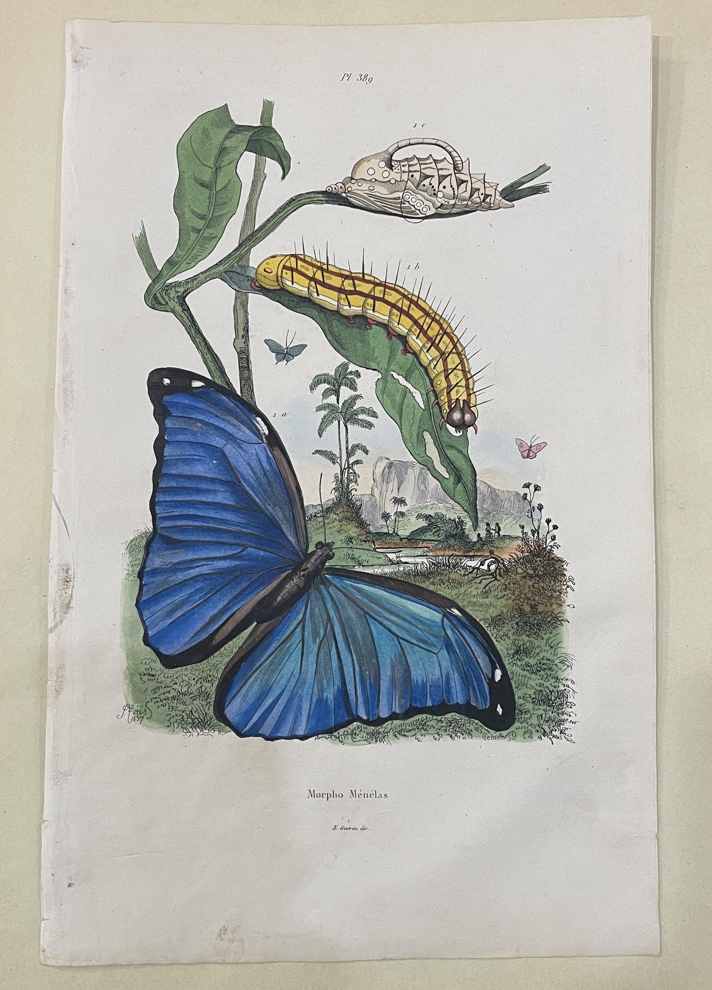 Antique French Natural History Engravings from Guerin Dictionary Butterfly Caterpillar c1836