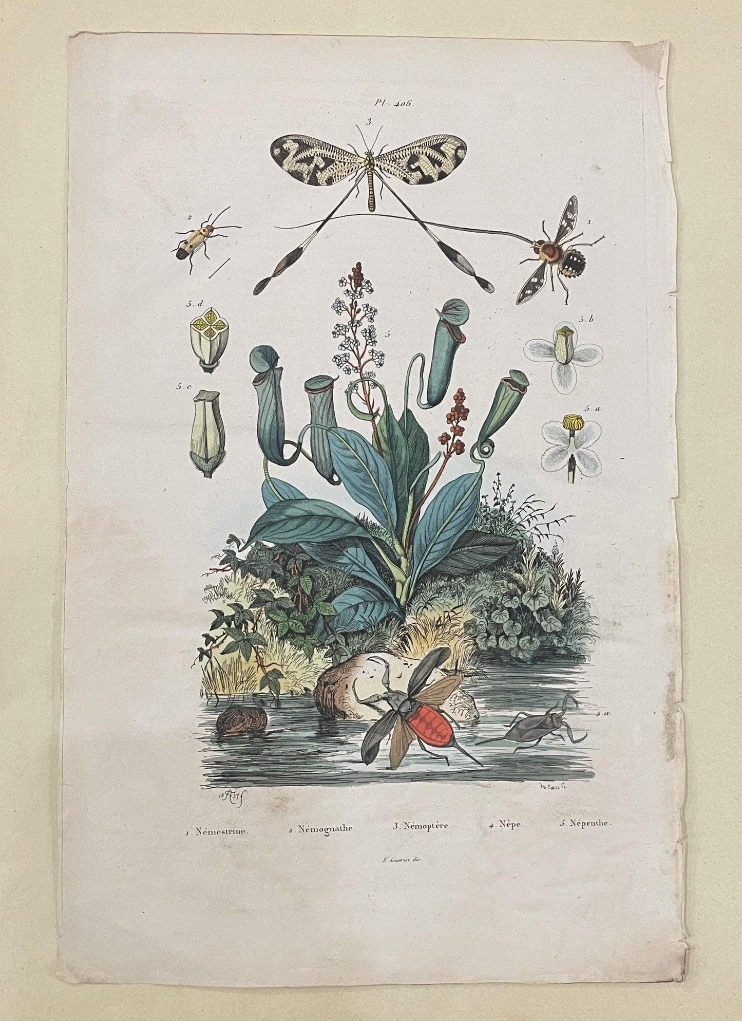 Antique French Natural History Engravings from Guerin Dictionary Venus Fly Trap Insects c1836