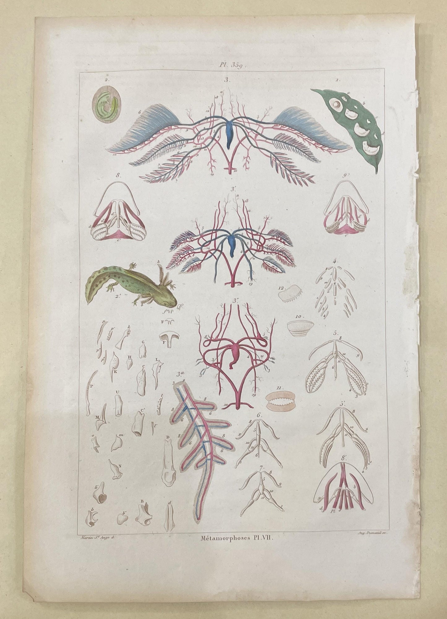 Antique French Natural History Engravings from Guerin Dictionary Frog Metamorphosis c1836