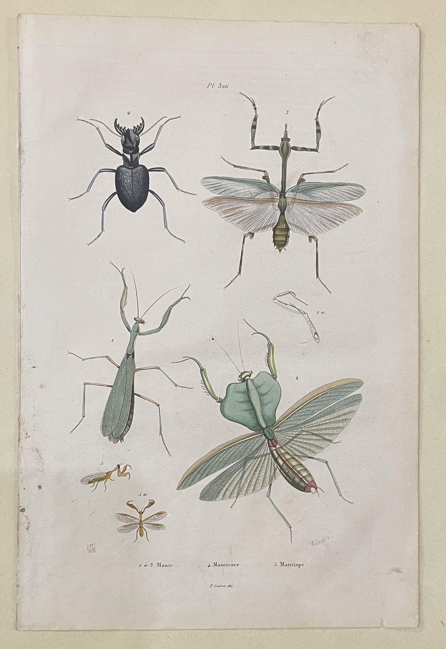 Antique French Natural History Engravings from Guerin Dictionary Praying Mantis c1836