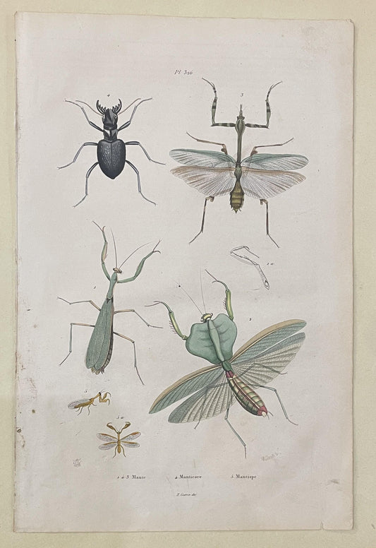 Antique French Natural History Engravings from Guerin Dictionary Praying Mantis c1836