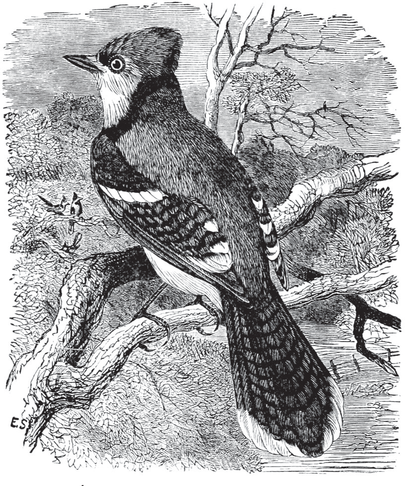 Birds Through an Opera-Glass