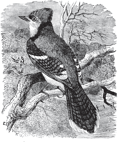 Birds Through an Opera-Glass