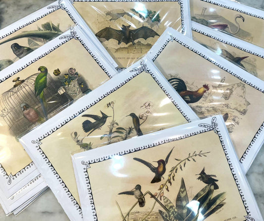 Lot of 5 French Antique Bird Engravings Greeting Cards 5x7 Blank with Envelope