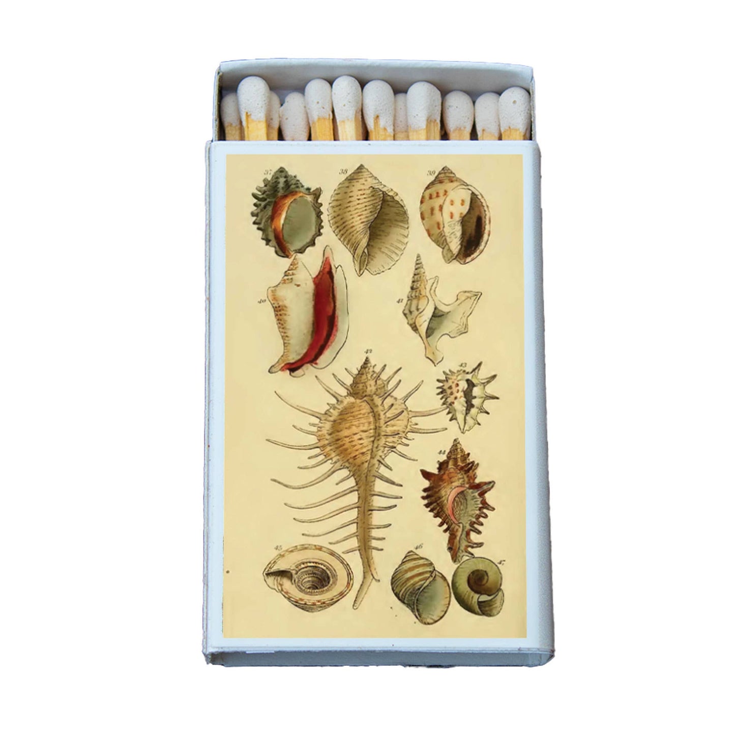Matches • Shells Variety • Home Decor for Candles & Incense
