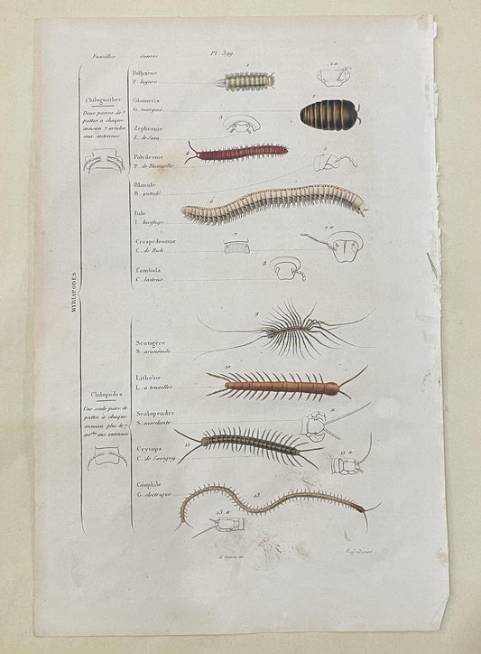 Antique French Natural History Engravings from Guerin Dictionary Myriapods c1836