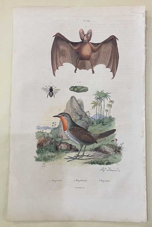 Antique French Natural History Engravings from Guerin Dictionary Bat Bird c1836