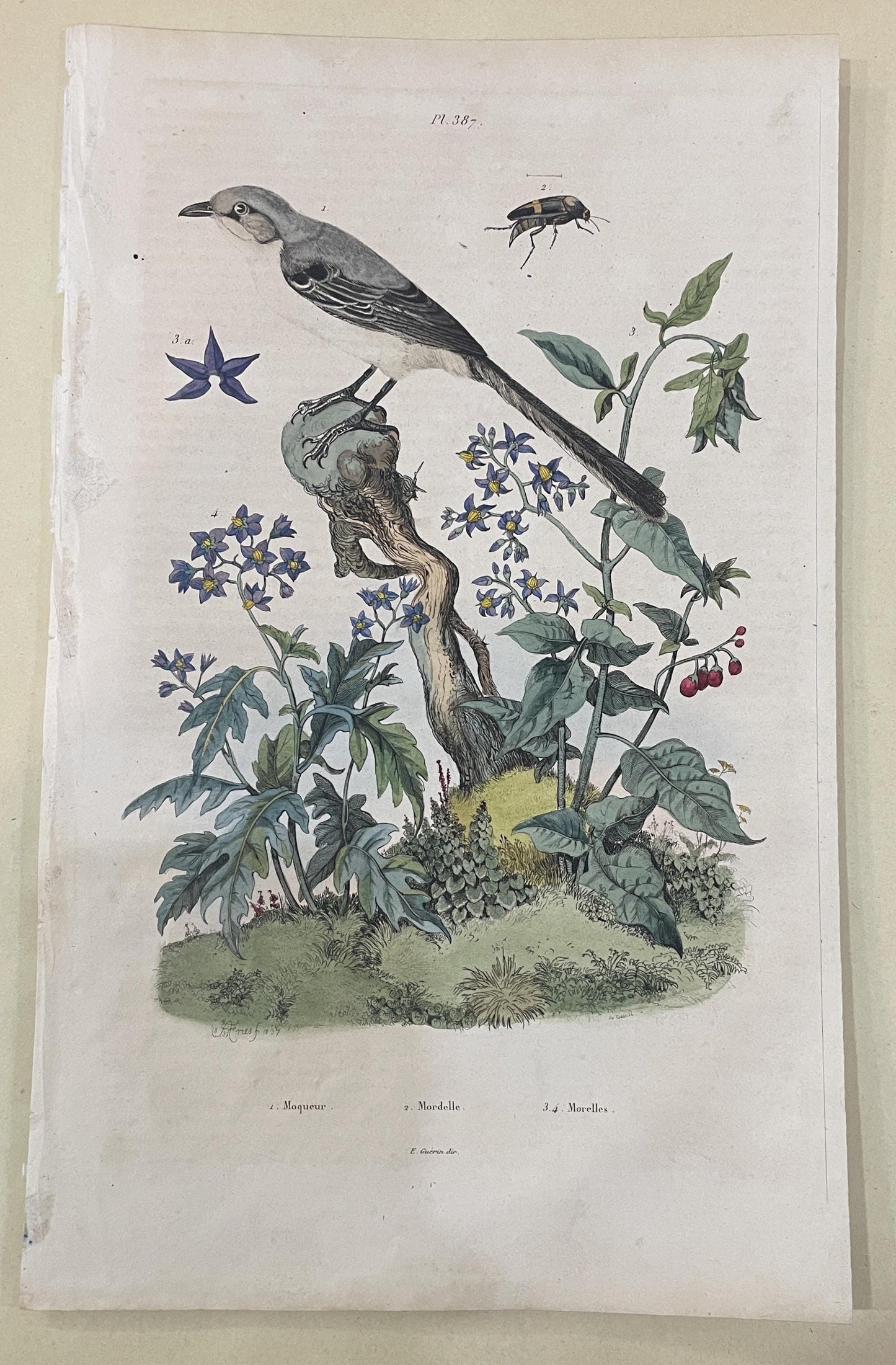 Antique French Natural History Engravings from Guerin Dictionary Bird c1836