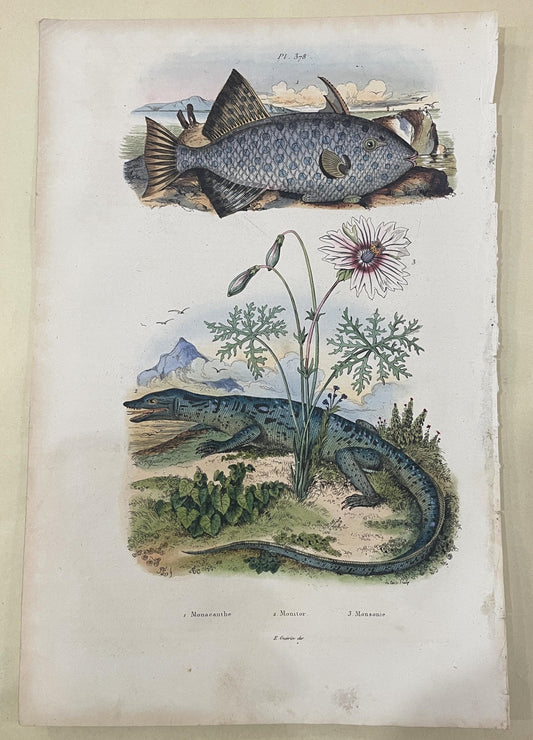 Antique French Natural History Engravings from Guerin Dictionary Fish Crocodile c1836