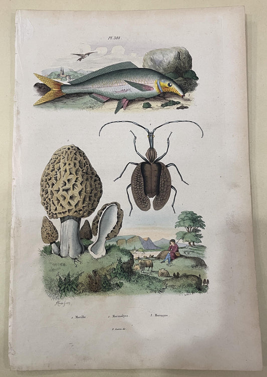 Antique French Natural History Engravings from Guerin Dictionary Mushroom Fish c1836