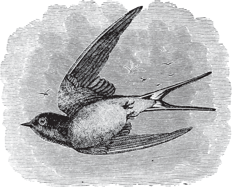 Birds Through an Opera-Glass