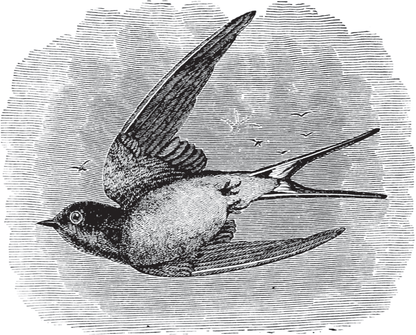 Birds Through an Opera-Glass