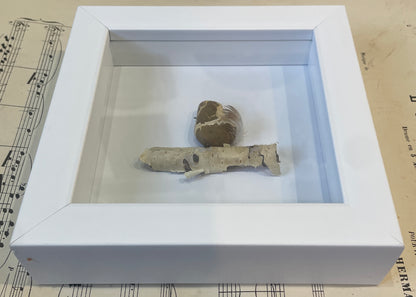 Woodrow by Carol Austin