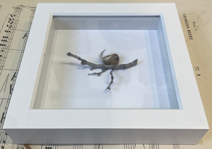 Blaine by Carol Austin