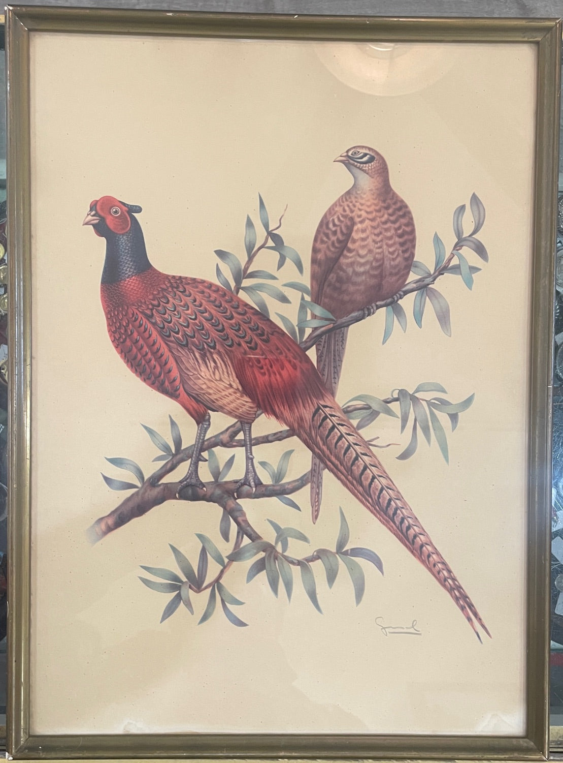Antique French Natural History Signed Lithograph Birds Wooden Frame Glass c1920