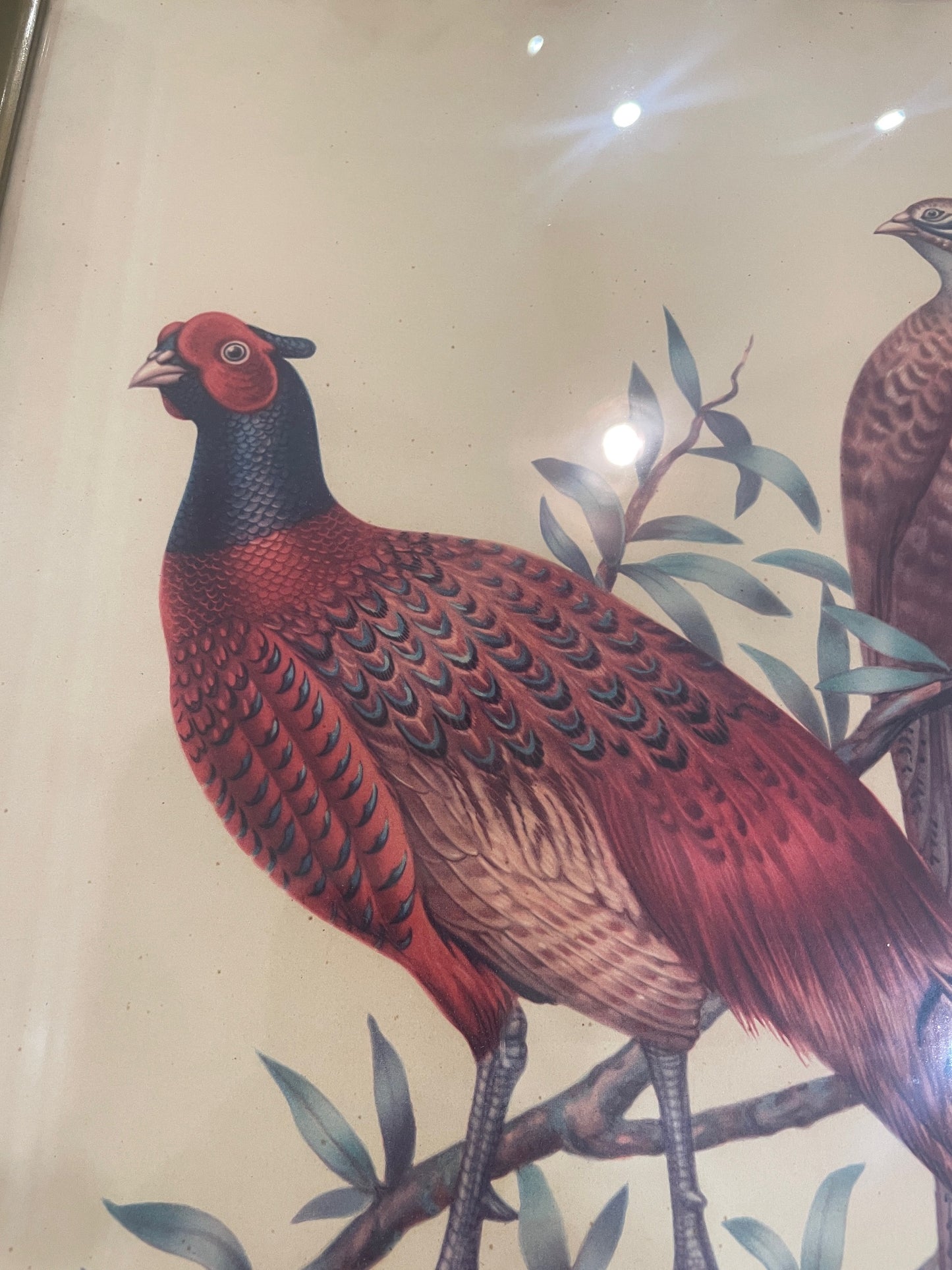 Antique French Natural History Signed Lithograph Birds Wooden Frame Glass c1920