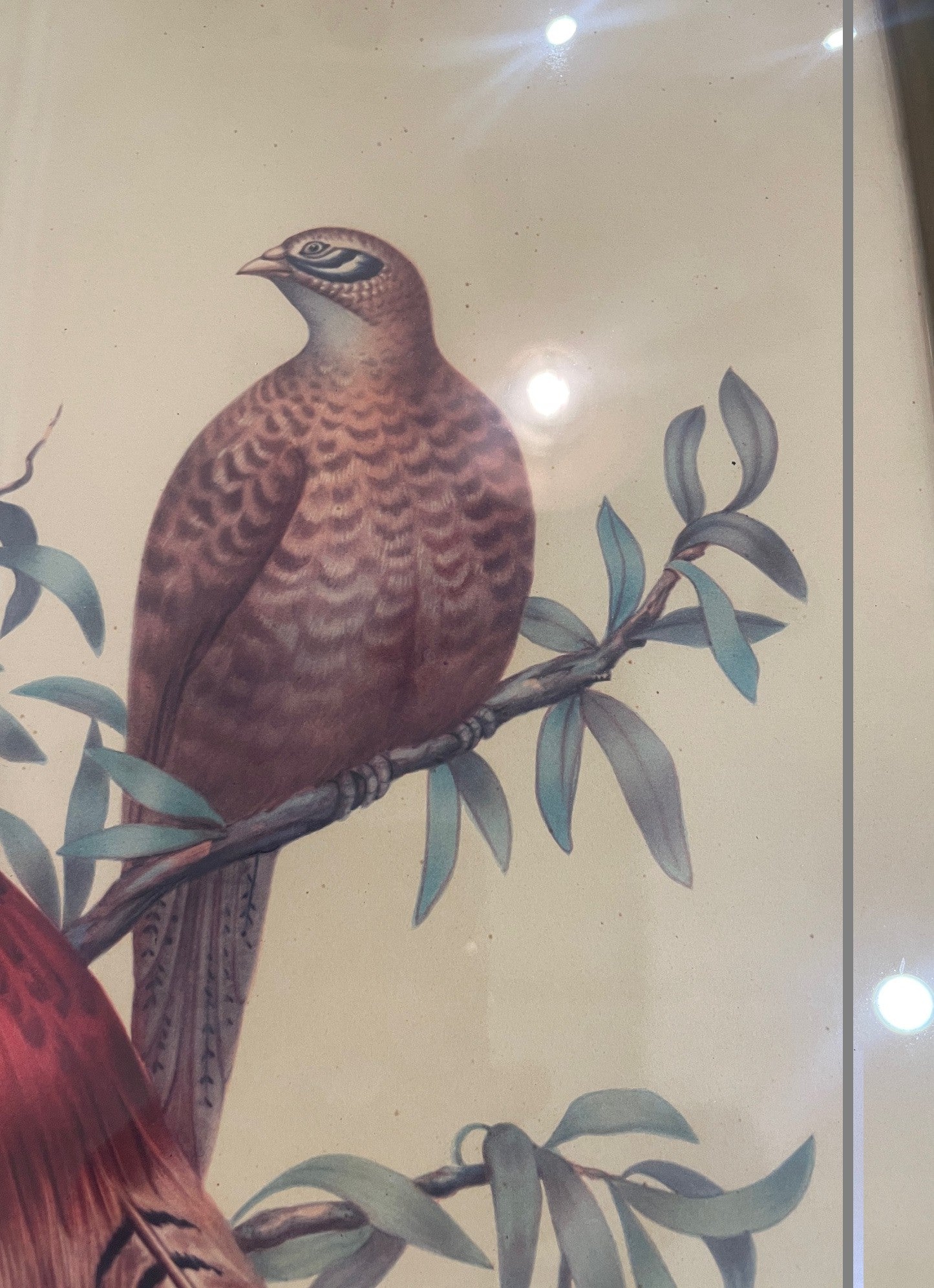 Antique French Natural History Signed Lithograph Birds Wooden Frame Glass c1920