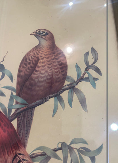 Antique French Natural History Signed Lithograph Birds Wooden Frame Glass c1920