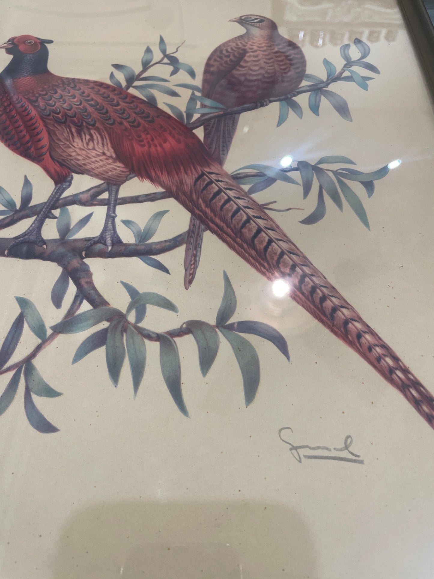 Antique French Natural History Signed Lithograph Birds Wooden Frame Glass c1920