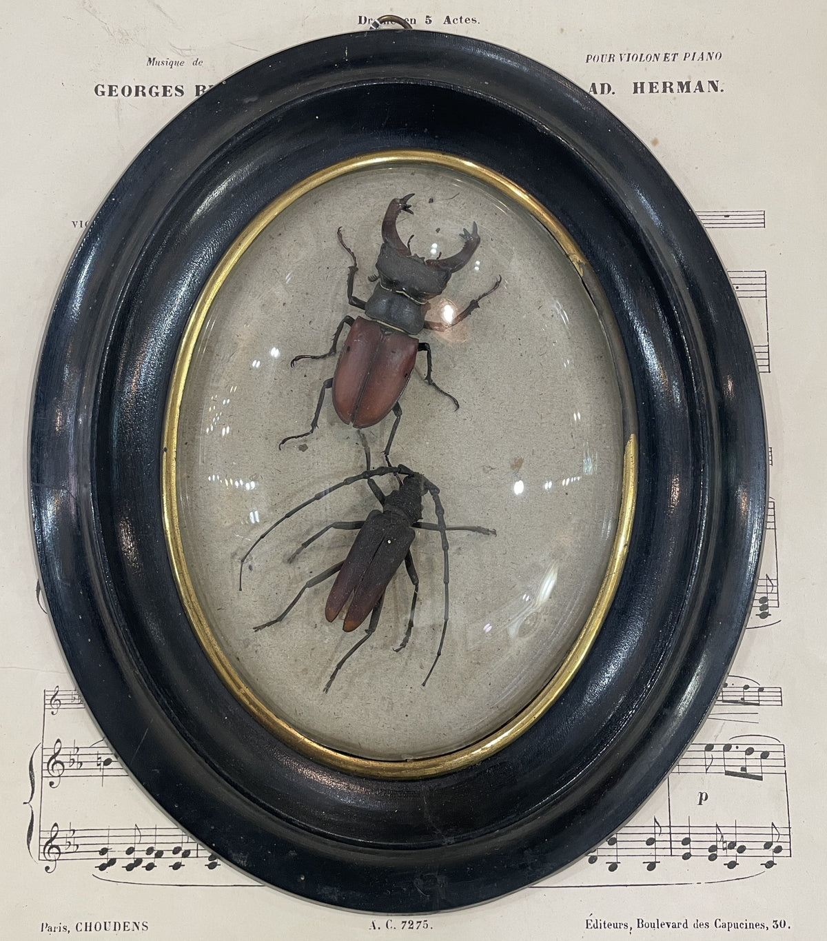 Rare Antique French Insect Taxidermy Domed Glass Wooden Frame c1880