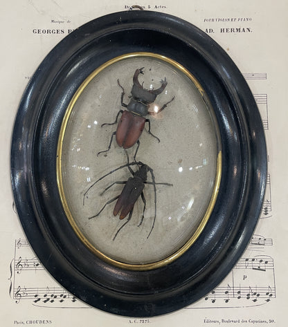 Rare Antique French Insect Taxidermy Domed Glass Wooden Frame c1880