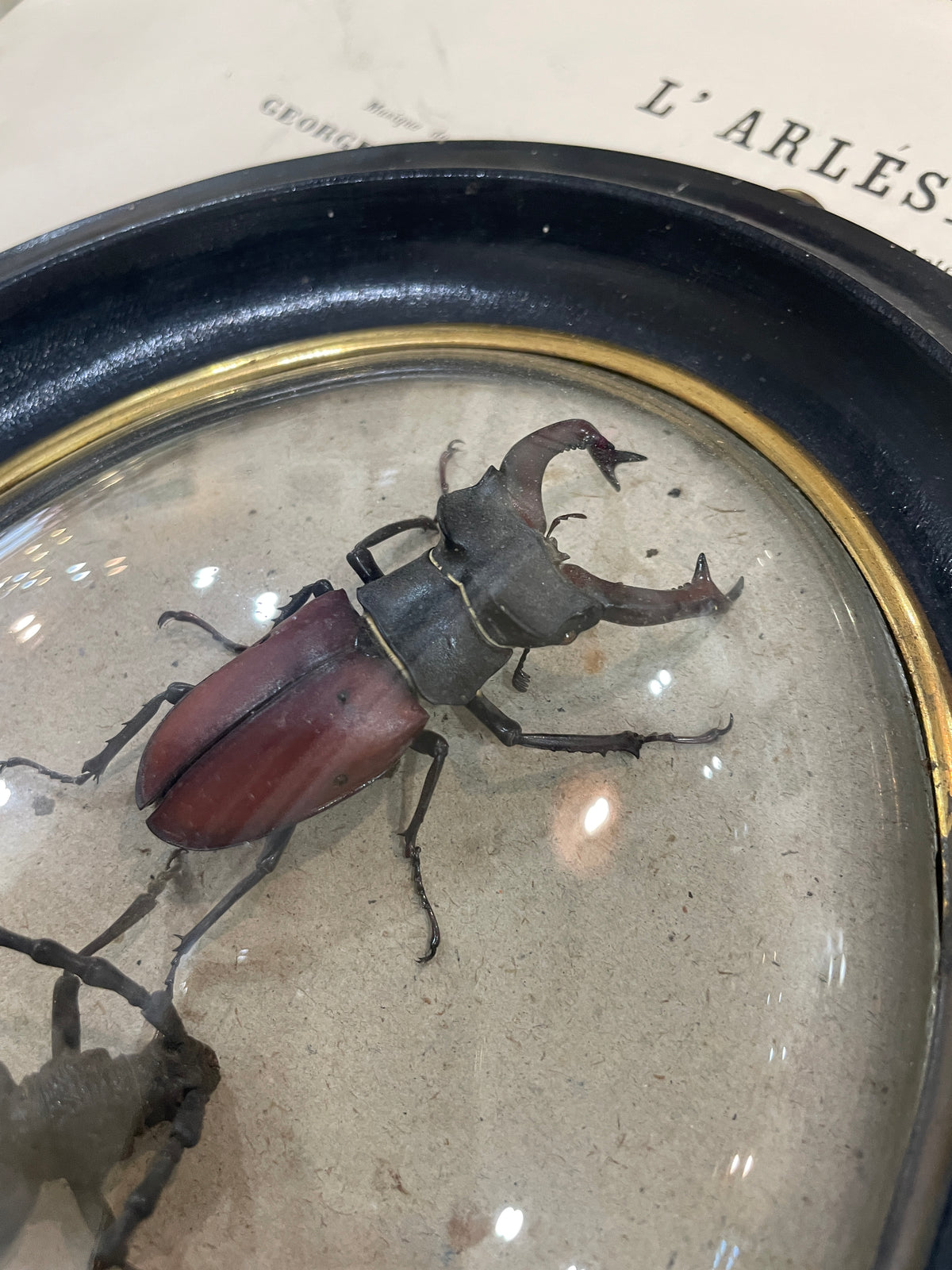 Rare Antique French Insect Taxidermy Domed Glass Wooden Frame c1880