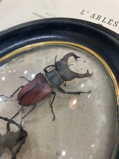 Rare Antique French Insect Taxidermy Domed Glass Wooden Frame c1880