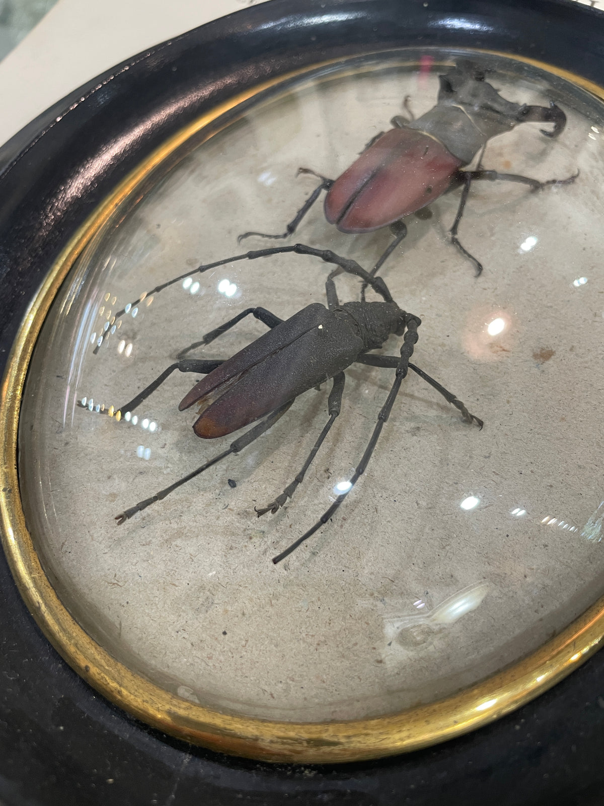 Rare Antique French Insect Taxidermy Domed Glass Wooden Frame c1880