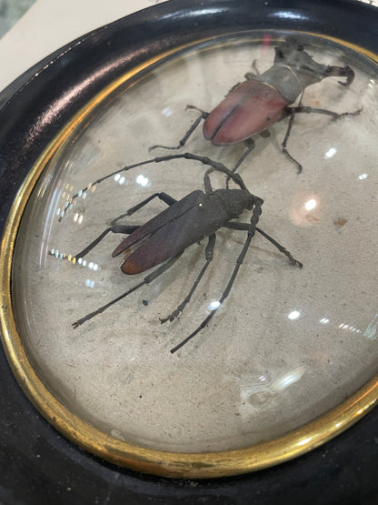 Rare Antique French Insect Taxidermy Domed Glass Wooden Frame c1880