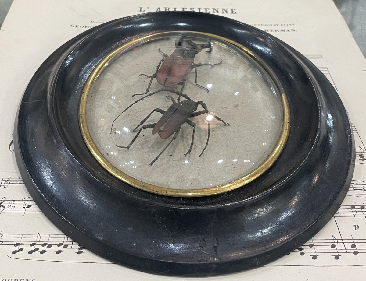 Rare Antique French Insect Taxidermy Domed Glass Wooden Frame c1880