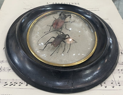 Rare Antique French Insect Taxidermy Domed Glass Wooden Frame c1880