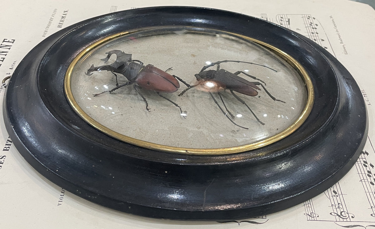 Rare Antique French Insect Taxidermy Domed Glass Wooden Frame c1880