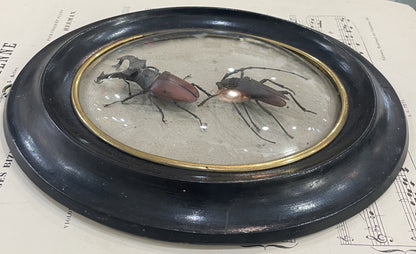 Rare Antique French Insect Taxidermy Domed Glass Wooden Frame c1880