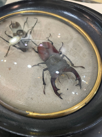 Rare Antique French Insect Taxidermy Domed Glass Wooden Frame c1880
