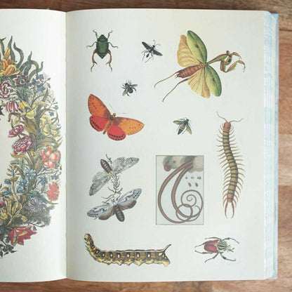 Cabinet of Curiosities by Smithsonian  Institution: Hardcover; 304 pages / English