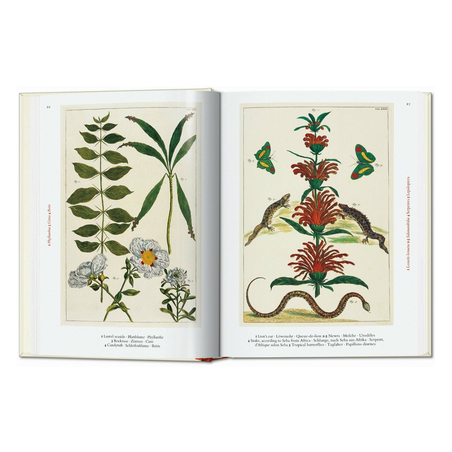Seba. Cabinet of Natural Curiosities. 45th Ed. (German, French, English)