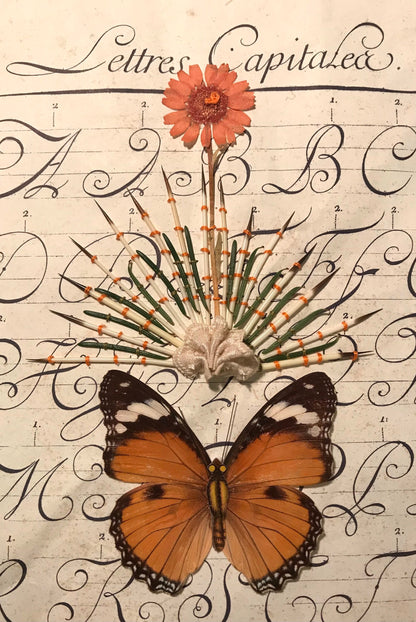 Capital Letters flora and fauna embroidery in shadow box