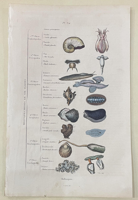 Antique French Natural History Engravings from Guerin Dictionary Molluscs c1836