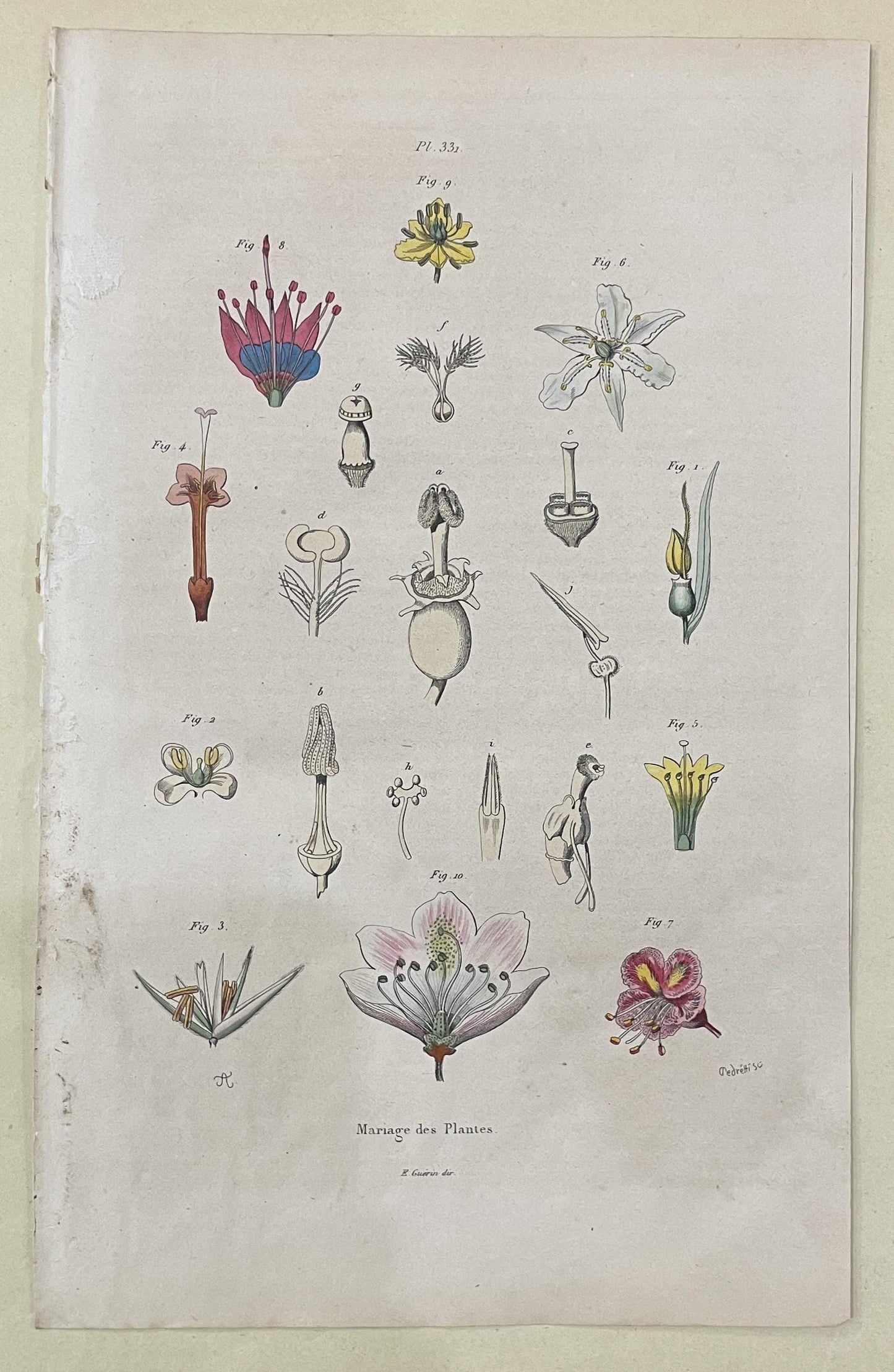 Antique French Natural History Engravings from Guerin Dictionary Plants c1836