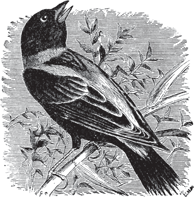 Birds Through an Opera-Glass