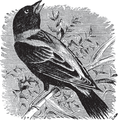 Birds Through an Opera-Glass