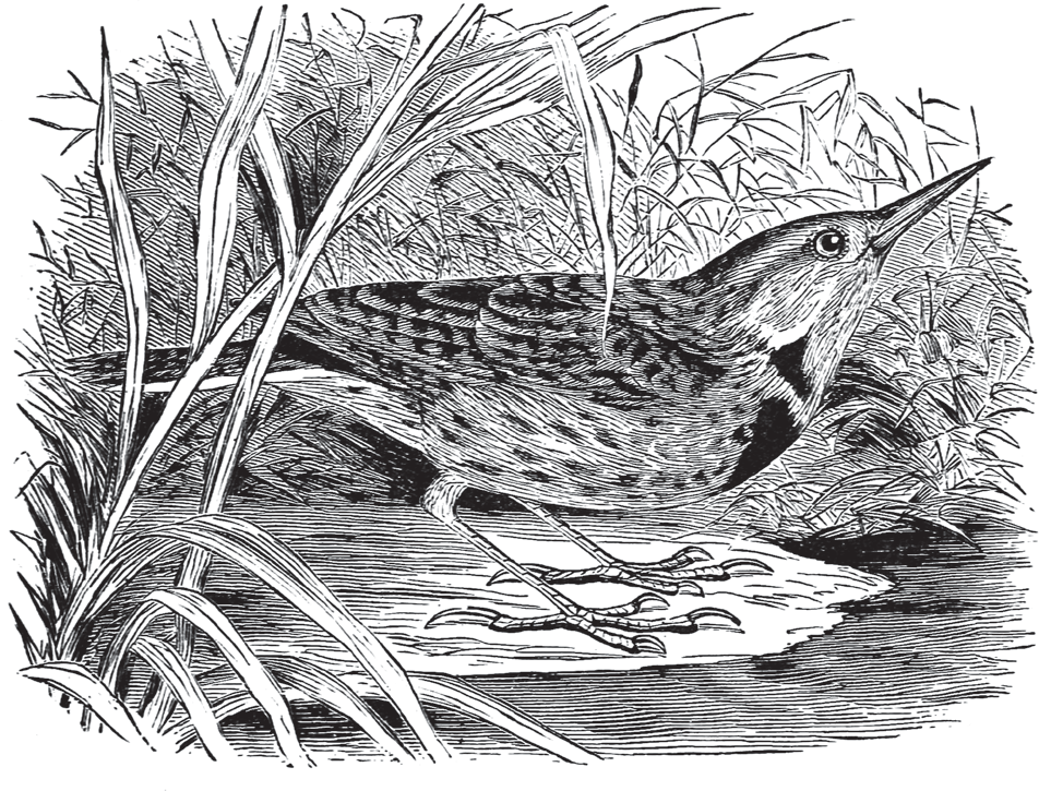 Birds Through an Opera-Glass