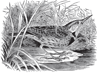 Birds Through an Opera-Glass