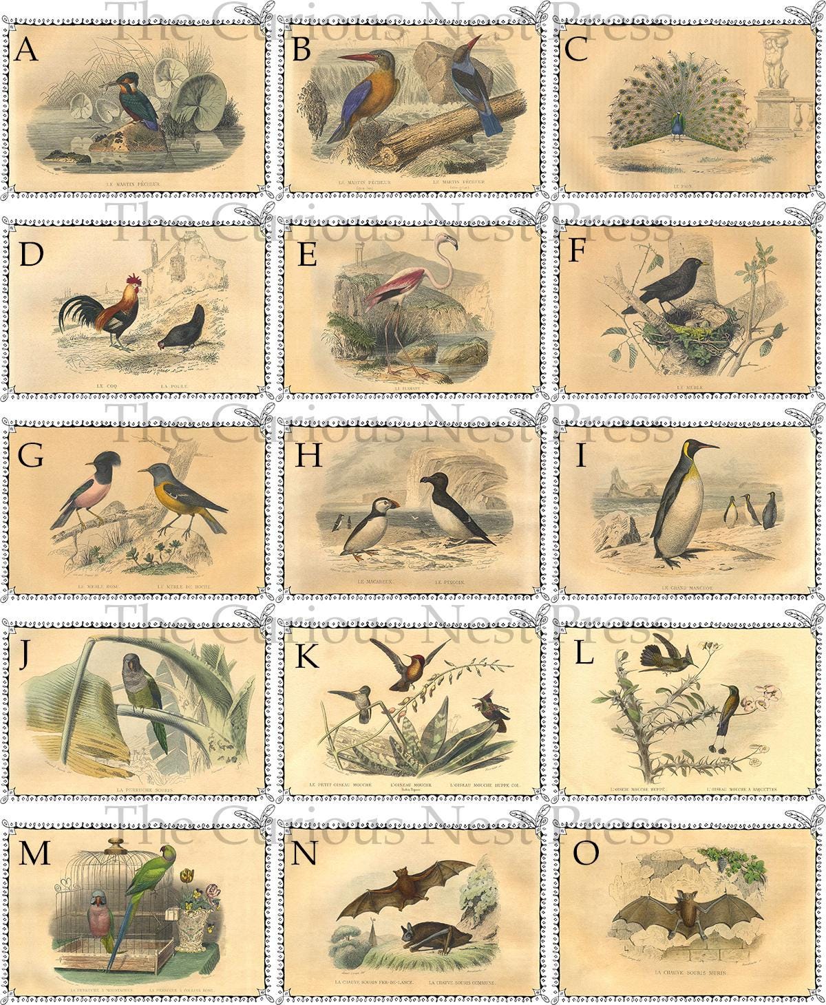 Lot of 5 French Antique Bird Engravings Greeting Cards 5x7 Blank with Envelope