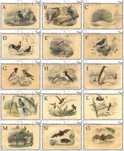 Lot of 5 French Antique Bird Engravings Greeting Cards 5x7 Blank with Envelope